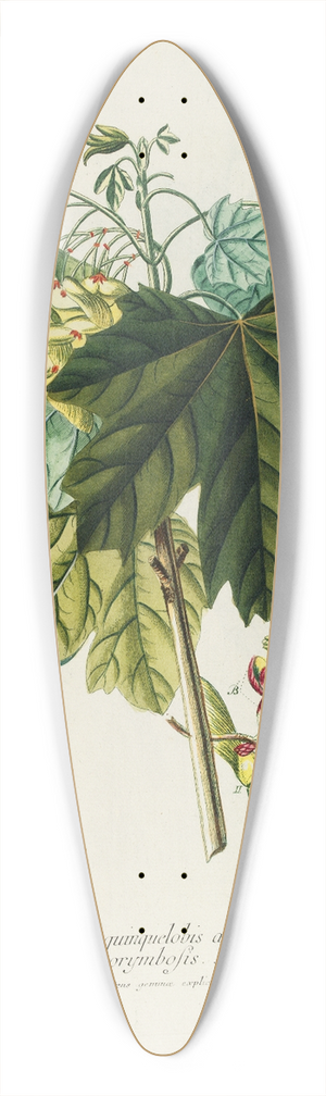 Georg Dionysius Ehret - Acer III 39.3 inch art pintail longboard deck