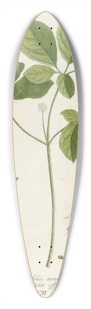 Georg Dionysius Ehret - Araliastrum 39.3 inch art pintail longboard deck