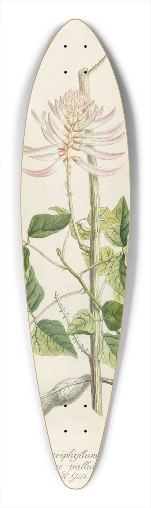 Georg Dionysius Ehret - Corallodendron 39.3 inch art pintail longboard deck