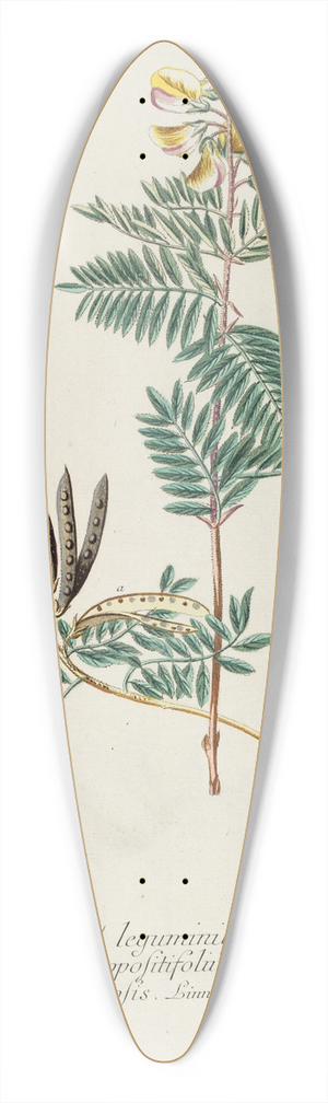 Georg Dionysius Ehret - Galega 39.3 inch art pintail longboard deck