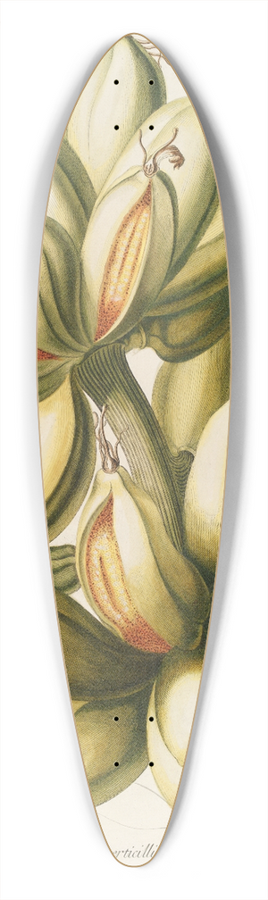 Georg Dionysius Ehret - Musae IV 39.3 inch art pintail longboard deck