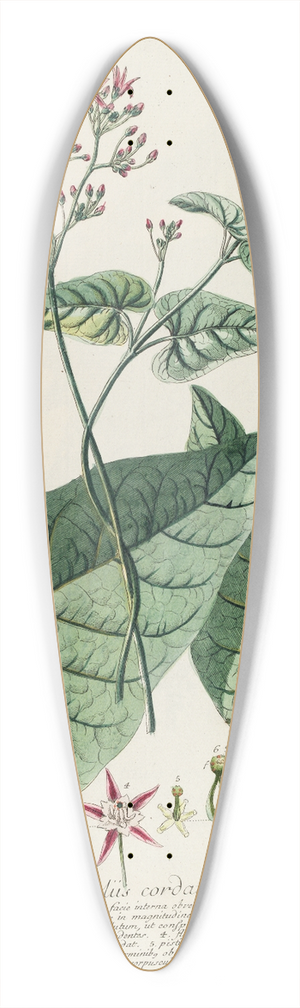 Georg Dionysius Ehret - Periploca 39.3 inch art pintail longboard deck