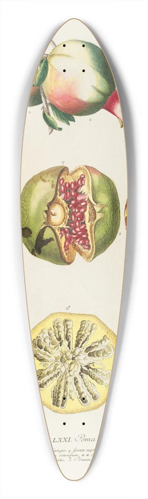 Georg Dionysius Ehret - Punicae 39.3 inch art pintail longboard deck