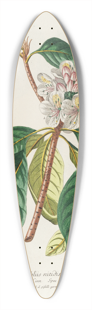 Georg Dionysius Ehret - Rhododendrum 39.3 inch art pintail longboard deck
