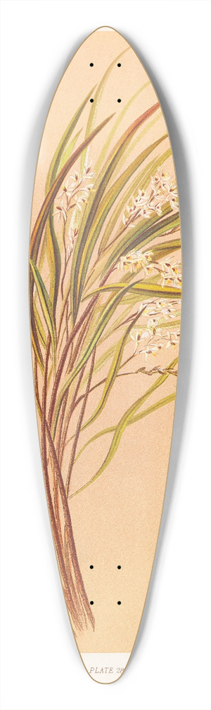Georgina Burne Hetley - Earina Mucronata 39.3 inch art pintail longboard deck