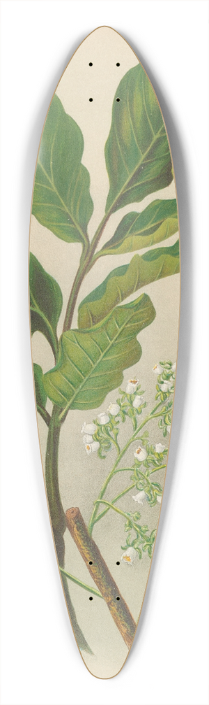Georgina Burne Hetley - Kohe-Kohe 39.3 inch art pintail longboard deck