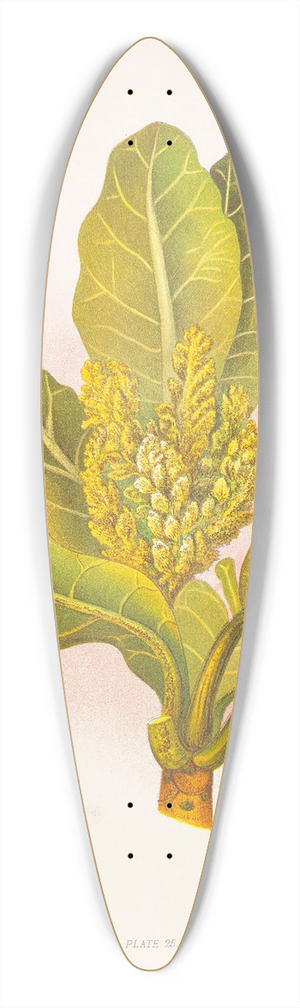 Georgina Burne Hetley - Meryta Sinclairii 39.3 inch art pintail longboard deck