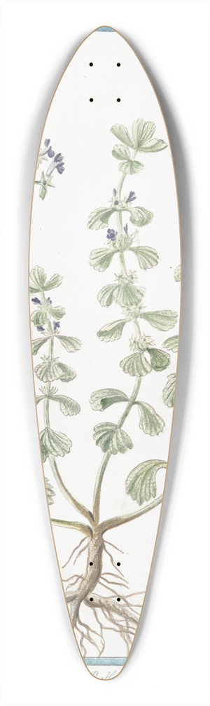 Giorgio Bonelli - Marrubiastrum vulgare  Sideritis Alsines Trissaginis folio  Sideritis  Marrubiastro. (Ironwort) 39.3 inch art pintail longboard deck