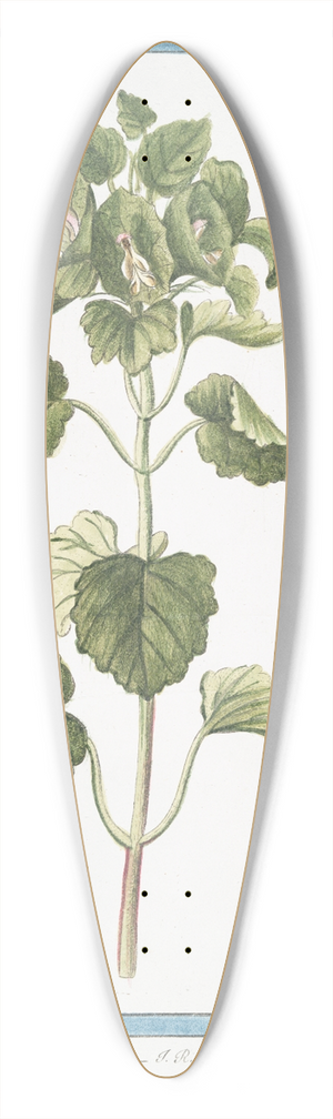 Giorgio Bonelli - Molucca levis  Melissa Moluccana, odorata, Melissa Moluccana 39.3 inch art pintail longboard deck