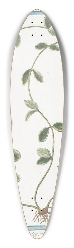 Giorgio Bonelli - Pervinca angustifolia, variegata  Pervenche. (Periwinkle) 39.3 inch art pintail longboard deck