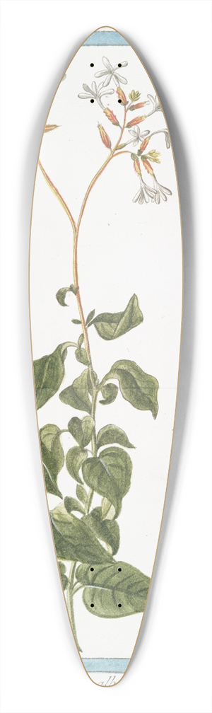 Giorgio Bonelli - Plumbago flore albo. (Leadwort, skyflower) 39.3 inch art pintail longboard deck