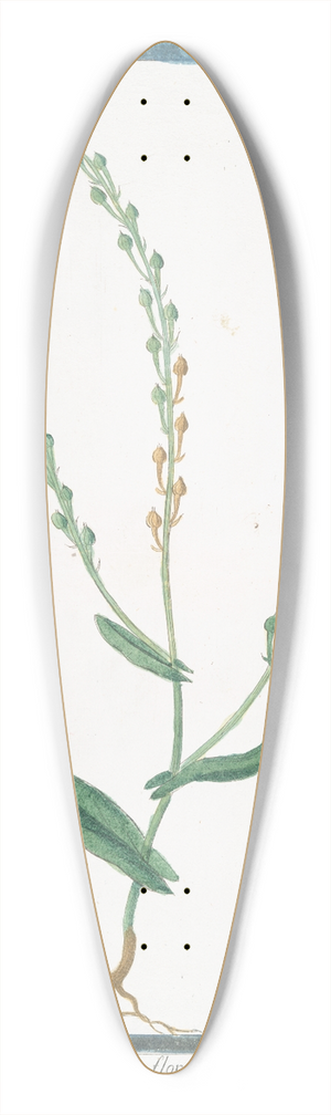 Giorgio Bonelli - Rapistrum monospermon, flore luteo  Rapistro 39.3 inch art pintail longboard deck