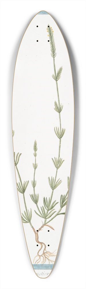 Giorgio Bonelli - Rubeola angustiore folio  Petite Garance 39.3 inch art pintail longboard deck