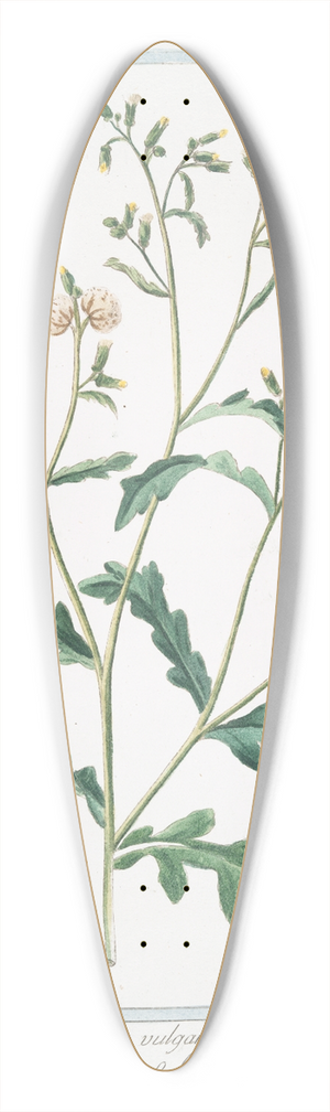 Giorgio Bonelli - Senecio minor vulgaris  Senecio o Cardoncelle  Senecon. (Common groundsel) 39.3 inch art pintail longboard deck
