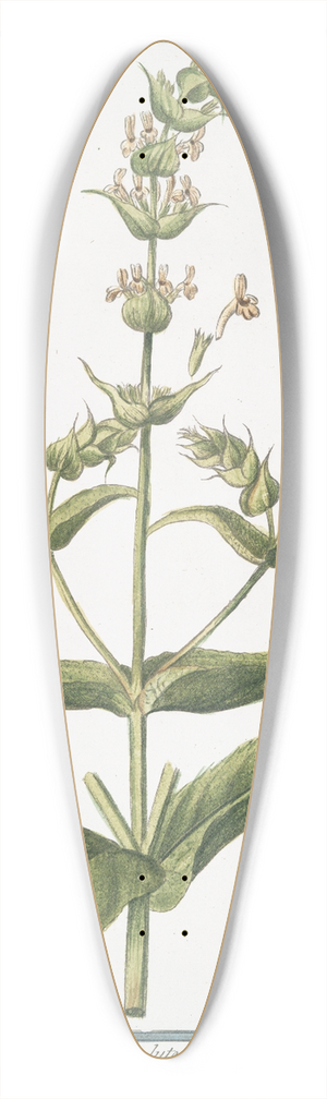 Giorgio Bonelli - Sideritis- Montis Libani, floribus e luteo candicantibus  Siderite maff.  Crapaudine. (Mountain tea) 39.3 inch art pintail longboard deck