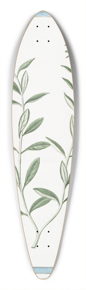 Giorgio Bonelli - Teucrium Boeticum  Teucrio peregrino. (Wild einkorn) 39.3 inch art pintail longboard deck