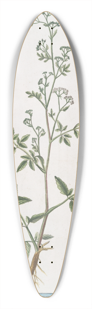 Giorgio Bonelli - Thysselinum Plinii  Appio palustre  Piersil de Marais. (Marsh parsley) 39.3 inch art pintail longboard deck