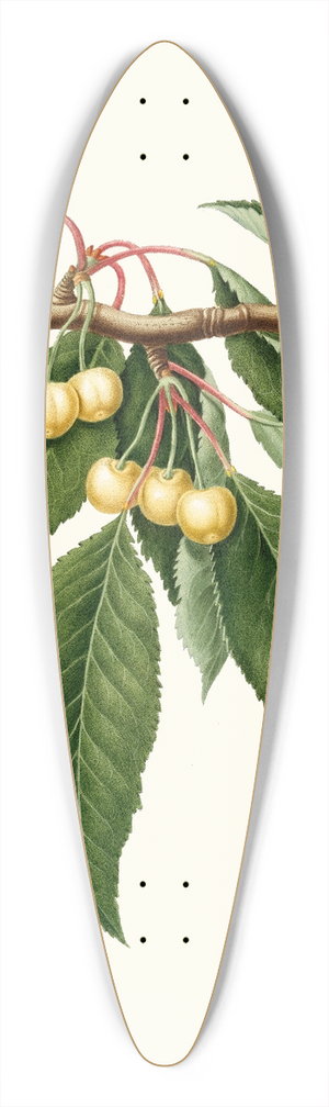 Giorgio Gallesio - Cilegia gialla Duracina. [Cerasus Duracina ; Cherry] 39.3 inch art pintail longboard deck