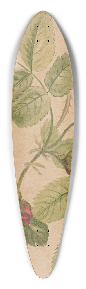 Henryka Beyer - Rose twig  rosa centifolia 39.3 inch art pintail longboard deck