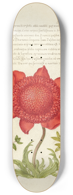 Joris Hoefnagel - Basil Thyme, Poppy Anemone, and Myrtle 8.25 inch art skate deck