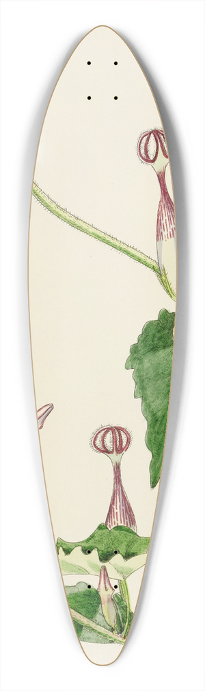 Illtyd Buller Pole-Evans - Ceropegia Meyeri 39.3 inch art pintail longboard deck