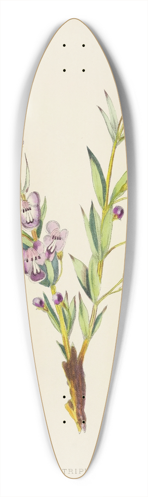 Illtyd Buller Pole-Evans - Clerodendron Triphyllum 39.3 inch art pintail longboard deck