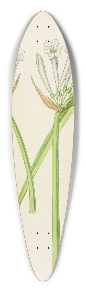 Illtyd Buller Pole-Evans - Cyrtanthus Mckenii 39.3 inch art pintail longboard deck
