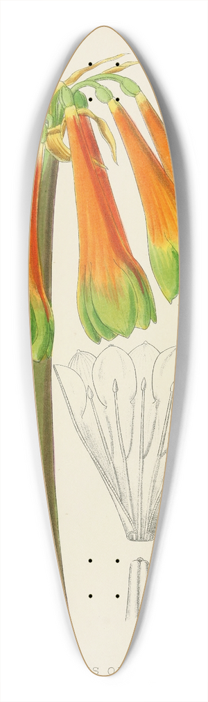 Illtyd Buller Pole-Evans - Cyrtanthus Obliquus 39.3 inch art pintail longboard deck