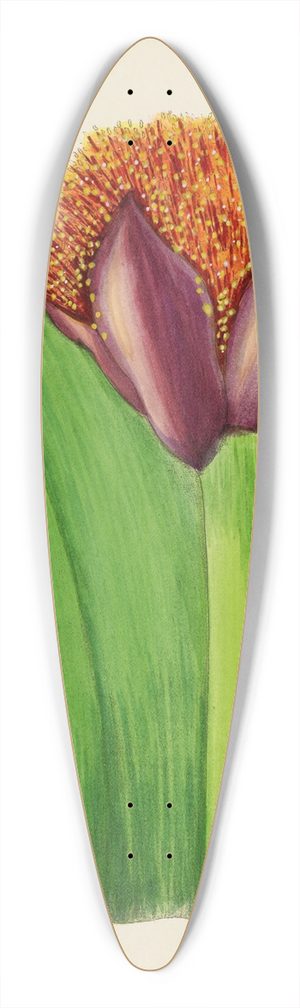 Illtyd Buller Pole-Evans - Haemanthus Natalensis 39.3 inch art pintail longboard deck