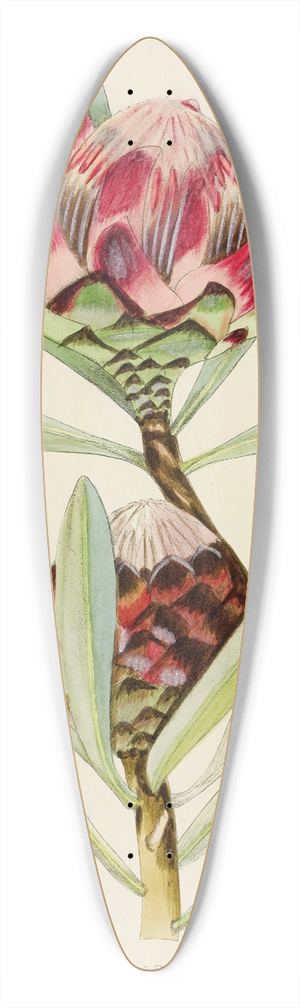 Illtyd Buller Pole-Evans - Protea Abyssinica 39.3 inch art pintail longboard deck