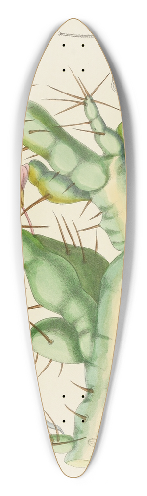 Illtyd Buller Pole-Evans - Sarcocaulon Rigidum 39.3 inch art pintail longboard deck