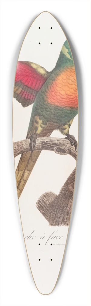Jacques Barraband - La Perruche  face bleue 39.3 inch art pintail longboard deck