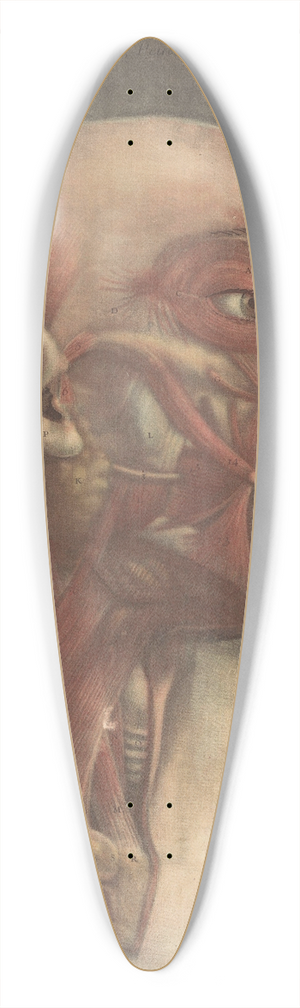 Jacques Fabien Gautier d'Agoty - Male head with muscles visible 39.3 inch art pintail longboard deck