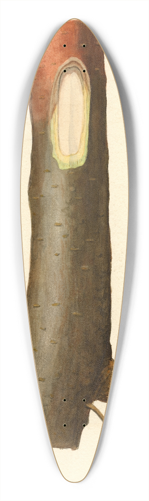 James Marion Shull - Malus domestica 39.3 inch art pintail longboard deck