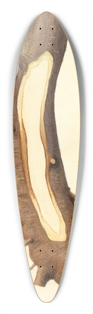 James Marion Shull - Malus domestica: Maiden Blush 39.3 inch art pintail longboard deck