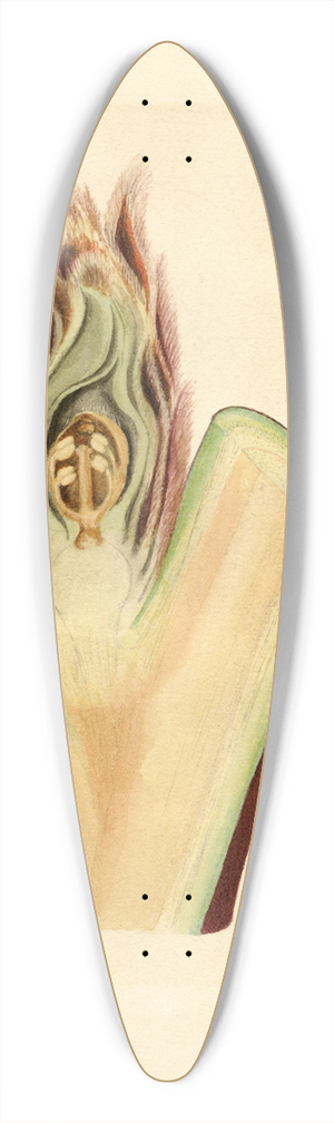 James Marion Shull - Prunus persica: Elberta 39.3 inch art pintail longboard deck