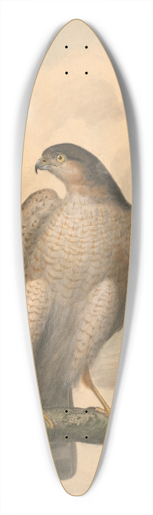 James Sowerby - Eurasian Sparrowhawk 39.3 inch art pintail longboard deck