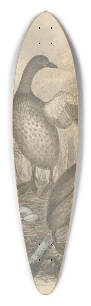 James Sowerby - Grebes 39.3 inch art pintail longboard deck
