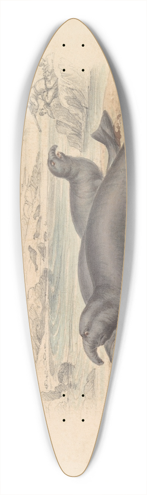 James Stewart - The Elephant Seal 39.3 inch art pintail longboard deck