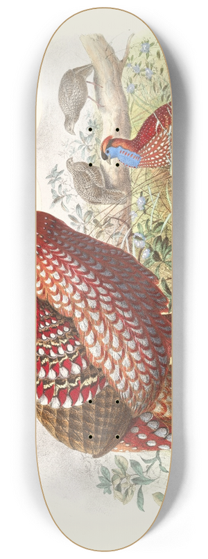 Joseph Smit - Ceriornis Temmincki. 8.25 inch art skate deck
