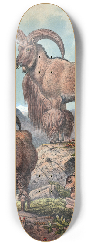 Joseph Wolf - The Aoudad 8.25 inch art skate deck