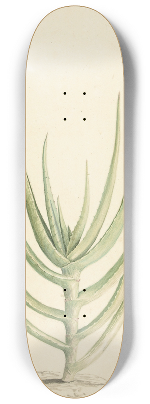 Laurens Vincentsz. van der Vinne - Crassula perfoliata 8.25 inch art skate deck