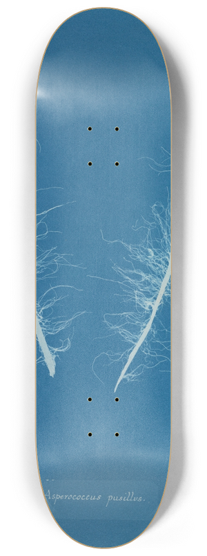 Anna Atkins - Asperococcus pusillus 8.25 inch art skate deck