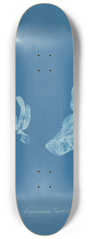 Anna Atkins - Asperococcus Turneri. 8.25 inch art skate deck