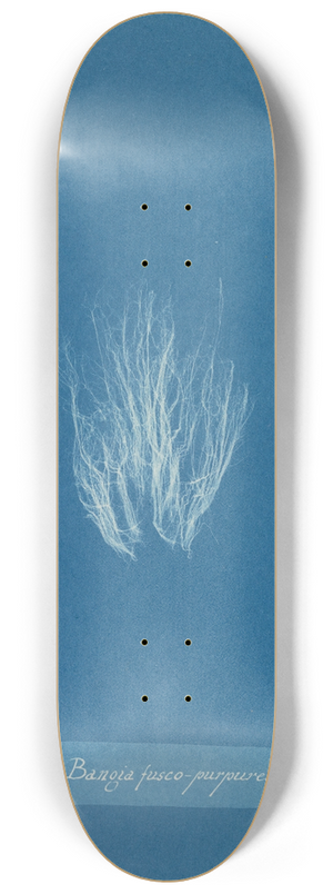 Anna Atkins - Bangia fusco-purpurea 8.25 inch art skate deck