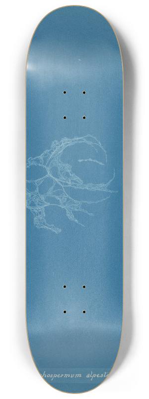 Anna Atkins - Batrachospermum alpestre 8.25 inch art skate deck