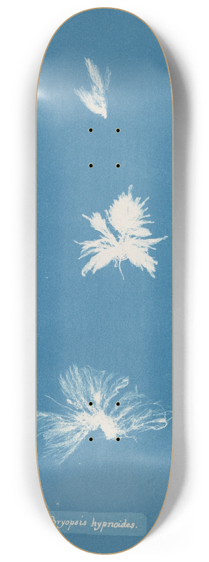 Anna Atkins - Bryopsis hypnoides 8.25 inch art skate deck