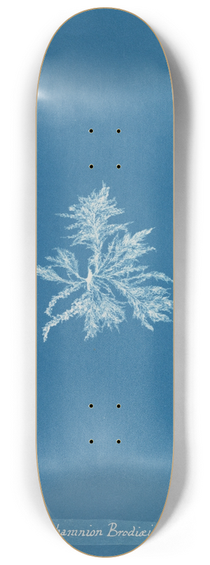 Anna Atkins - Callithamnion Brodii 8.25 inch art skate deck