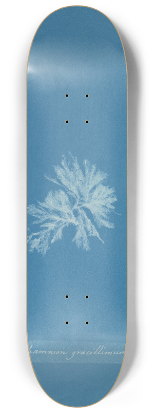 Anna Atkins - Callithamnion gracillimum 8.25 inch art skate deck