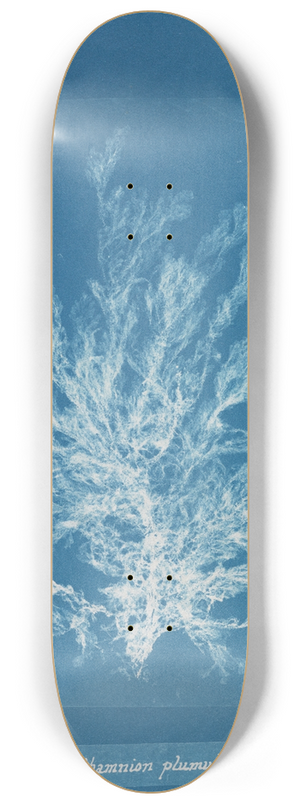 Anna Atkins - Callithamnion plumula 8.25 inch art skate deck